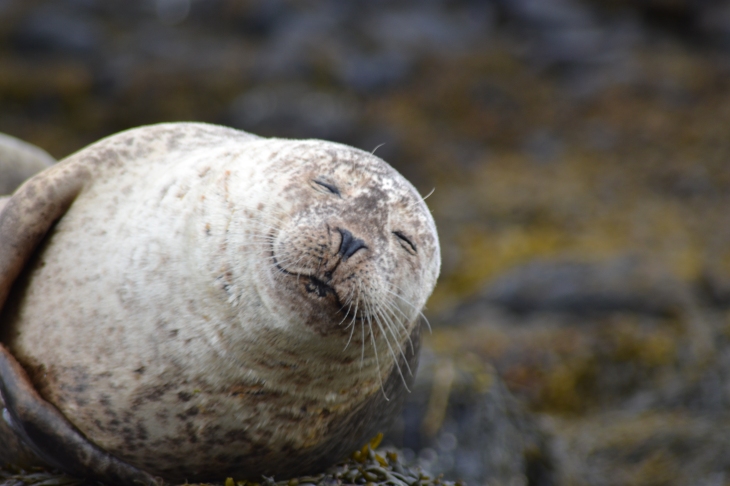 Very Happy Seal 